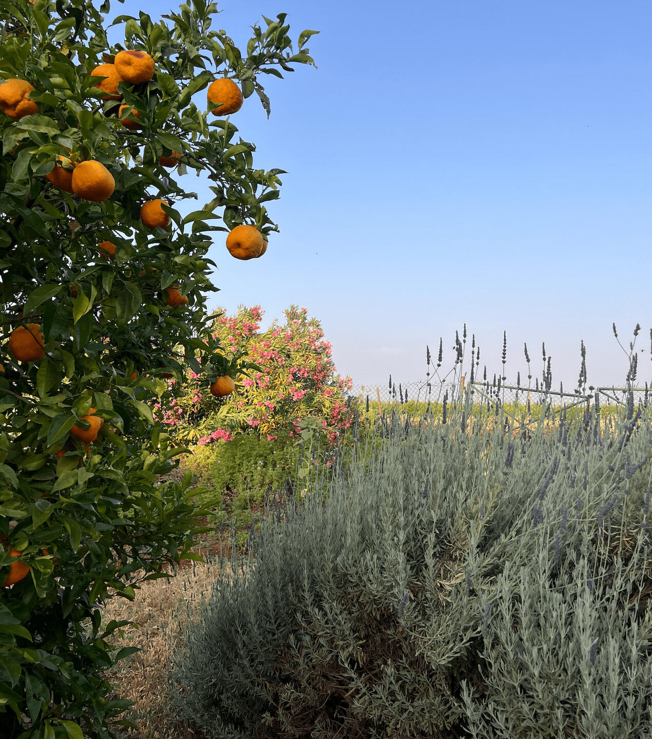 Paysagiste en Corse – création et entretien de jardins, murs en pierres sèches, maçonnerie paysagère, plantations méditerranéennes, enduits à la chaux. Interventions à Bastia, Pietranera, Miomo, Biguglia, Borgo, Lucciana, Casamozza, Île-Rousse, Lumio, Cort